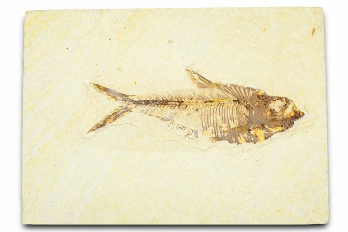 Detailed Fossil Fish (Diplomystus) - Wyoming #379403